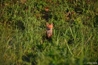 /album/%e5%a4%8f/a2-6-jpg/